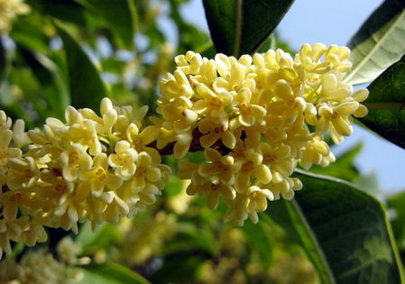 秋季浪漫食谱——桂花全宴