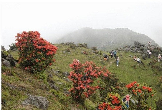 新兴天露山大草原: 天露山是新兴和开平的界山,天露山顶峰海拔1250米