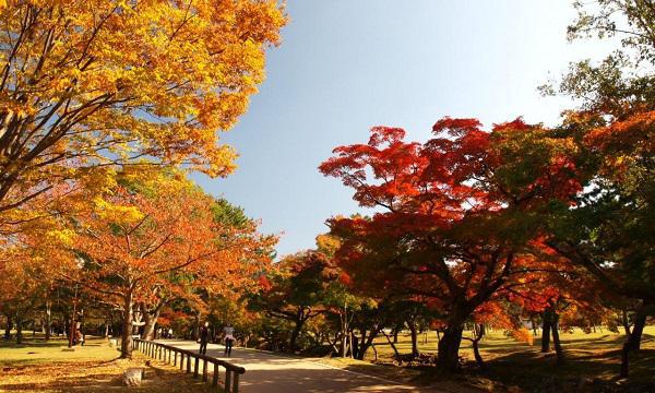 2015年日本红叶观赏指南 附各地最佳时间表