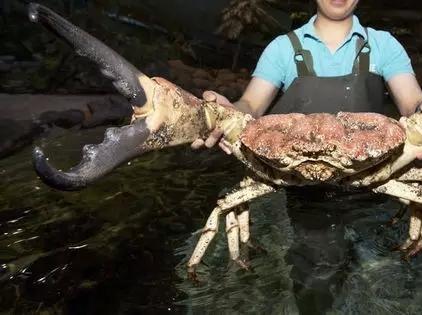 世界上最大的螃蟹,你敢吃吗