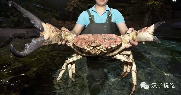 世界上最大的螃蟹,你敢吃吗?