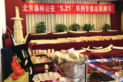 北京市丛林公安展现起获的象牙和象牙成品。京华时报通信员何建勇摄