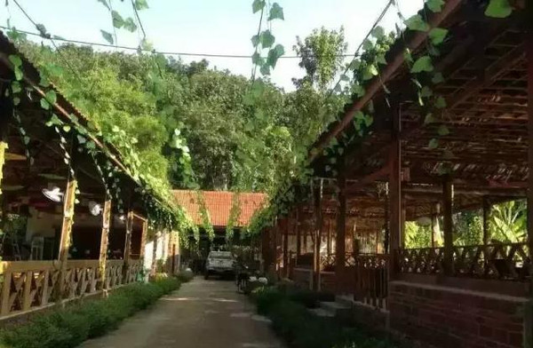 景洪曼景罕庄园风光