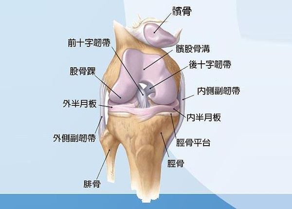 急性腕三角软骨损伤应将腕关节固定于 a.尺偏位b.桡偏位c.功能位d.