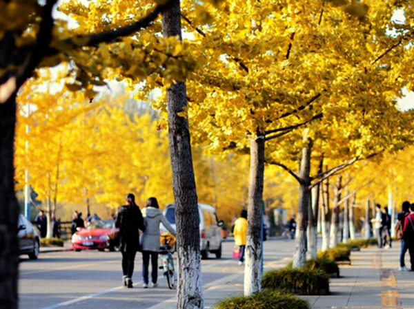 重庆秋天最美的42个地方,总有一个你没见过!