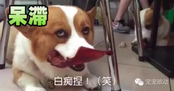 柯基犬「酒酒」跟儿子「大大」一起享用狗零食猪耳朵,但差别是酒酒不