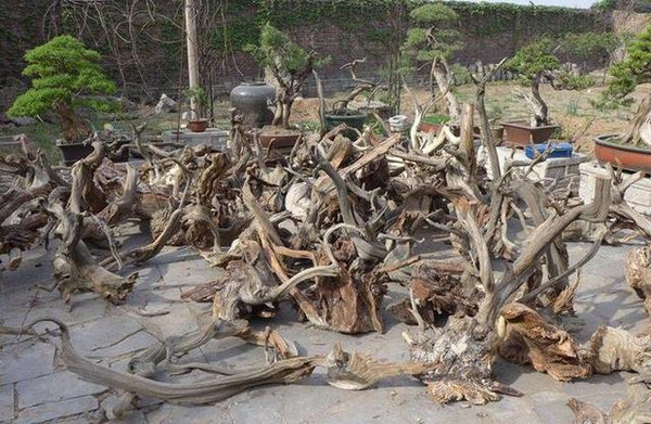 绝地里的生机 枯死崖柏