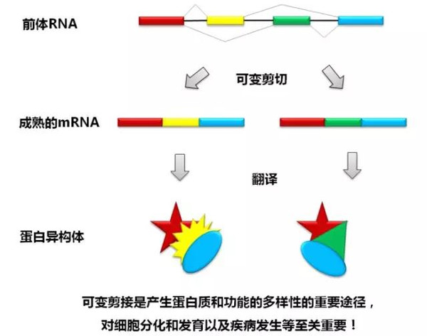 国自然科学问题分析 mrna也是"拼接"范儿