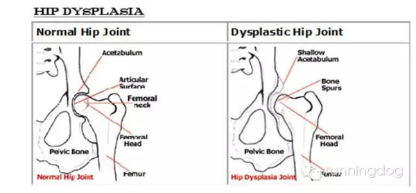 狗狗的髋关节发育不良，再不注意就晚啦!-搜狐