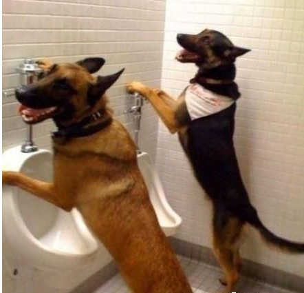 为什么狗喜欢喝厕所的水?狗喜欢喝马桶的水怎