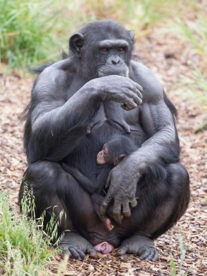 怀孕猩猩母性大发 大肚收养猩猩宝宝