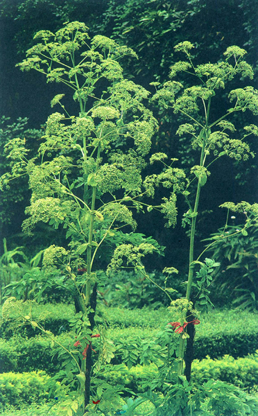 白芷有特殊的香气,是《楚辞》提到的代表香草之一.