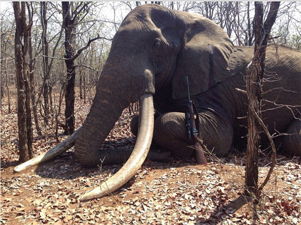 非洲象王遭德国人猎杀象牙重达110斤图