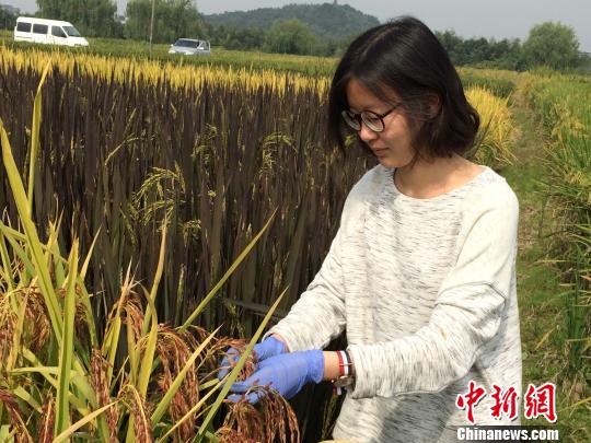 浙大师生蜕变彩色水稻 欲打造掌上童话世界