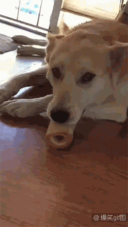 250_444竖版 竖屏gif 动态图 动图