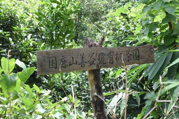 【普洱旅游】宁洱困鹿山古茶园