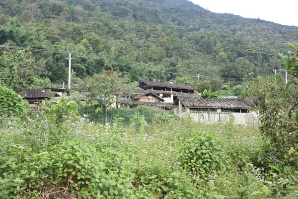 【普洱旅游】宁洱困鹿山古茶园