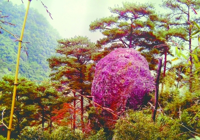 邱金美 摄红豆杉王值得一提的是,山上还有倭寇洞等众多古迹.