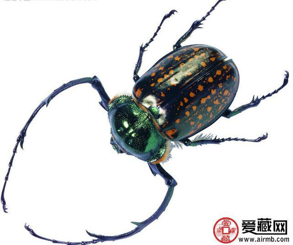 最大甲虫之一,为二级保护动物,数量稀少.
