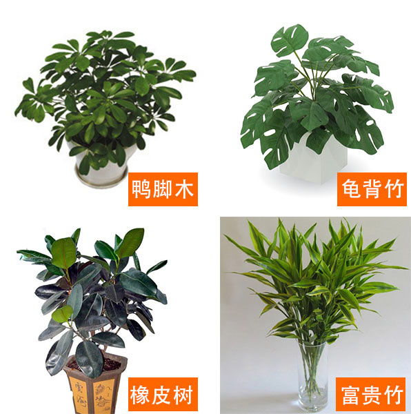 12种净化空气最强的室内植物