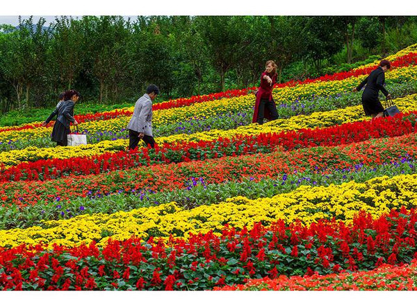 重庆凤凰花海花漫大地