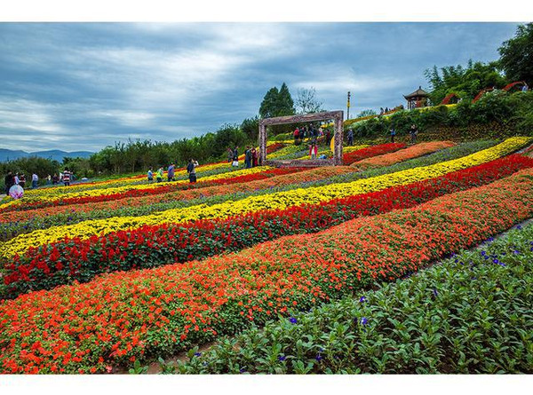 重庆凤凰花海花漫大地