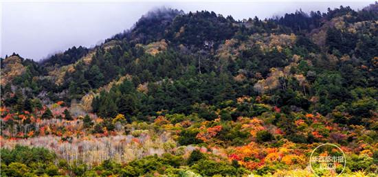 3,米亚罗自然保护区毕棚沟景区