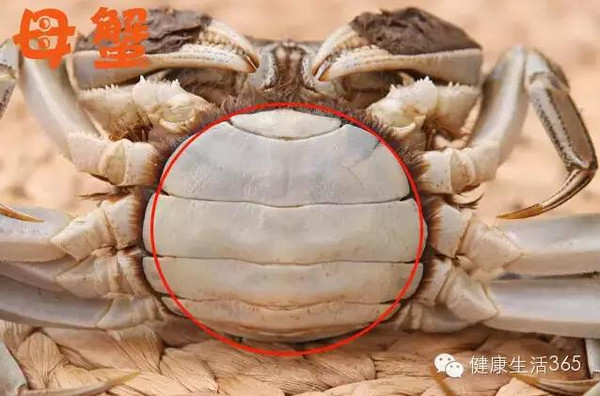 公螃蟹是尖脐,呈塔状,十月黄肥膏白,口感丰腴圆润.