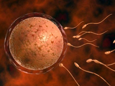 精子与卵子结合图新消息评论