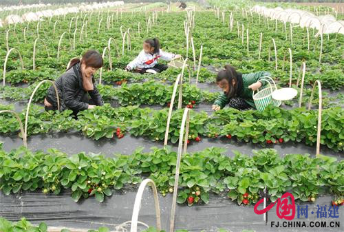 漳平桂林串联发展特色城郊休闲农业乡村游