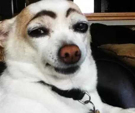 韩国狗割双眼皮 整容事业被玩坏了