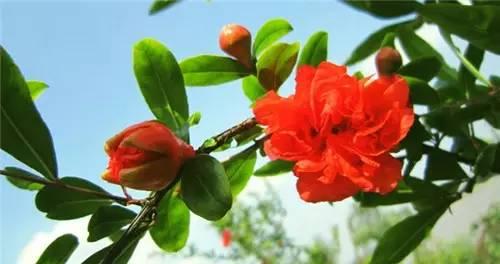 河南18市市花都在这里了,你知道几个?真涨姿势(组图)