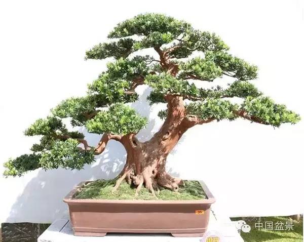 "2015年云南盆景艺术培训班" 盆景艺术专题系列讲座第一期 中国盆景