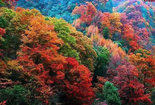 十月大家都想去的地方 重庆及周边最全红叶地图