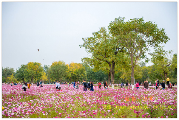 北京奥森公园北园波斯菊盛开时