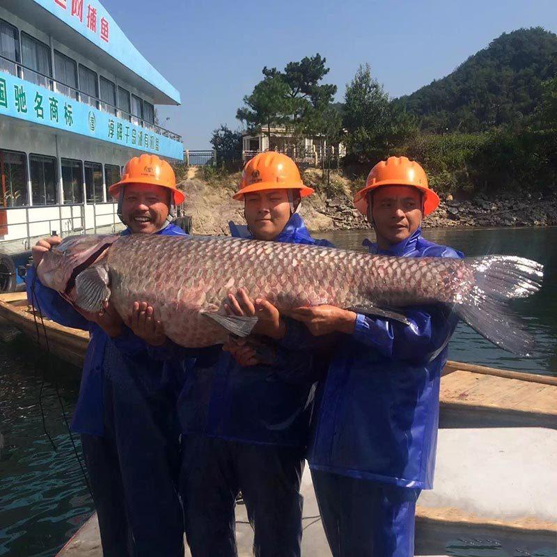 杭州千岛湖捕到180斤大鱼王 身价或过万(组图