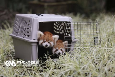 台北小熊猫双胞胎宝宝呆萌可爱 个性大不同图)