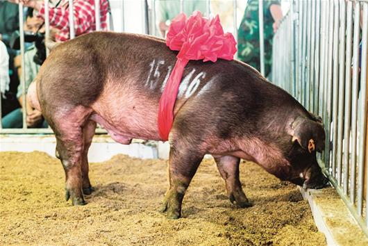 图文:肉价在涨 猪王身价在跌,猪e网2015年生猪行情,中国猪业生猪价格