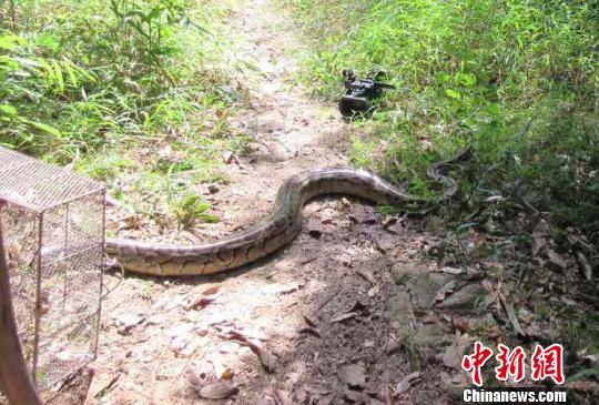 广东德庆森林警方放生28斤重的大蟒蛇