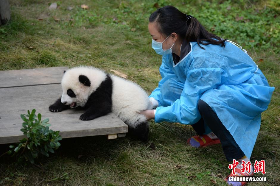 大熊猫"叠罗汉"领食物(组图)