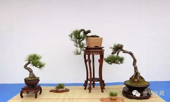 博古架上的精美盆景,别致!