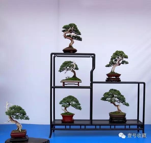 博古架上的精美盆景,别致!