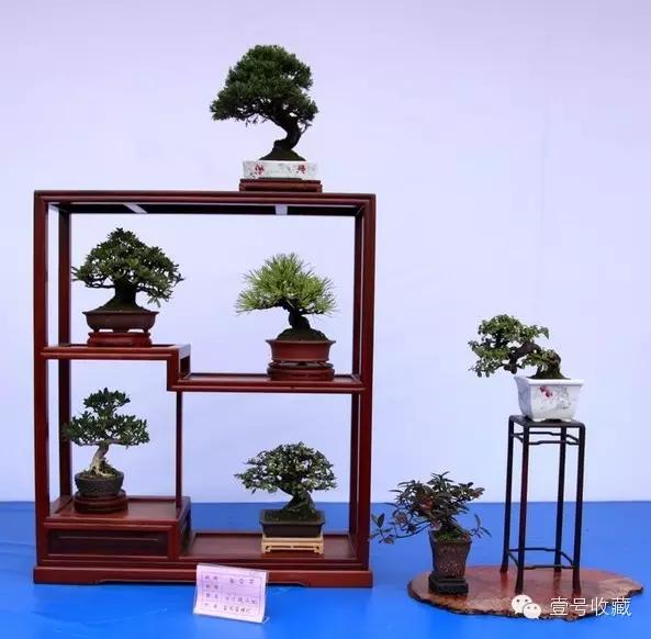 博古架上的精美盆景,别致!