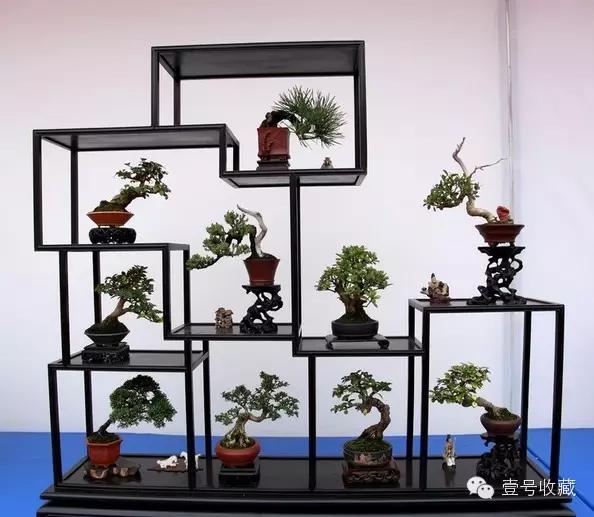 博古架上的精美盆景,别致!