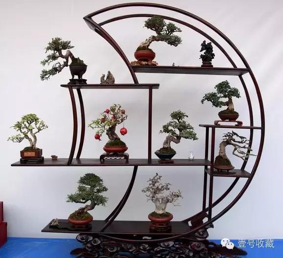 博古架上的精美盆景,别致!