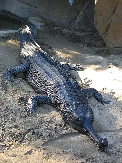 又称"长吻鳄",是一种淡水鳄鱼,能够生长至约 20尺,重约 350磅.