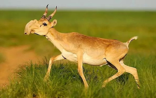 高鼻羚羊 saiga antelope