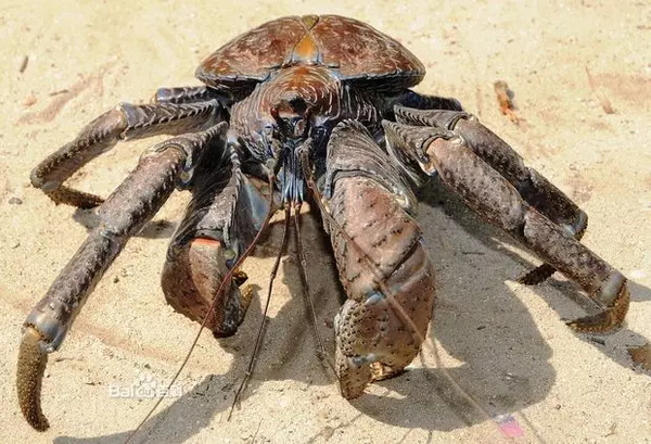 椰子蟹 coconut crabs