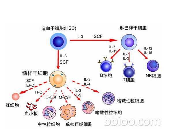胃癌患者机体免疫相关细胞因子预测化疗疗效-搜狐