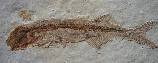 狼鰭魚（Lycoptera）化石・5-3・27g（中国産化石標本）